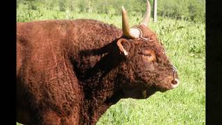 Troupeaux dans le Cantal