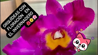 ✅ORQUÍDEAS CON FLORACIÓN EN EL INVERNADERO‼️🌺🌼🌸🙋🏻‍♀️