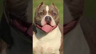 EXPECTATIVA DE VIDA  American Bully #short #shorts #curiosidades