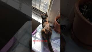 La gata traviesa la travesura de una gata