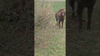 Deer Shed Hunting Prep #buckdeer #deerhunting #goldendoodle #shed hunters