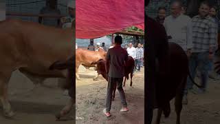 Brahman Calf in Bangladesh