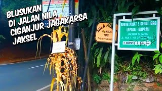 BLUSUKAN DI JALAN NILA CIGANJUR JAGAKARSA JAKSEL