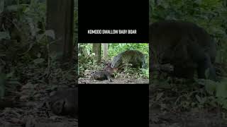 wow😱Komodo dragons are eating wild boar cubs#animal #widlife #trending #viral #shorts