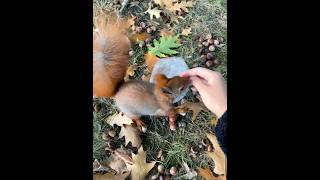 🐿️we are friend❤️#cute #squirrel #shorts #animals #eating #wildlife #동물 #poland #mylife#beautiful