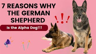 🐕 7 Reasons Why the German Shepherd is the Alpha Dog! | Unleashing the Top Traits 🐕