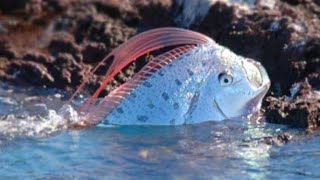 Oarfish Si Ikan Pembawa Pesan Dari Kerajaan Dewa Laut