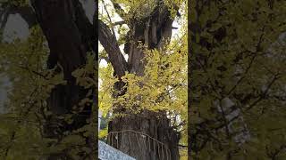 香川県高松市塩江町岩部八幡神社の大銀杏（2023年11月20日）