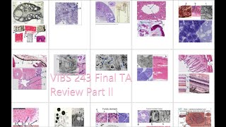 Histology Basics: Final TA Review Part II