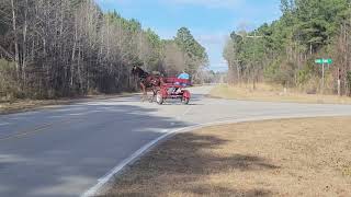 Saddlebred Gelding