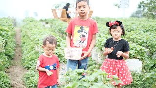 kebun Strawberry banyuroto magelang