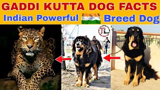 GADDI KUTTA DOG FACTS IN Telugu | Taju logics