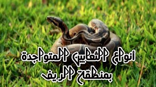 Serpents de Rif ثعابين منطقة الريف