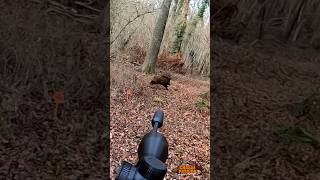 Tir sanglier en battue - Wild Boar headshot - Maral 4X