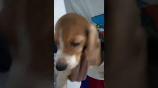 Diwa the Beagle