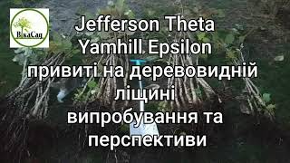 Jefferson Theta Yamhill Epsilon привиті на деревовидній підщепі. Відправка на Дніпропетровську обл