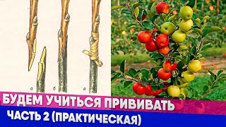 Будем учиться прививать Часть 2