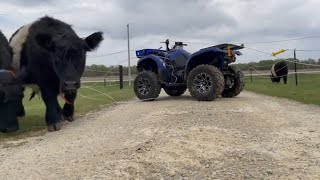 Moving Belted Galloway cattle to another pasture to graze on fresh grass | Belted Galloway Homestead