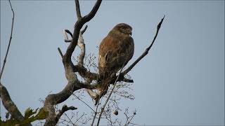 white eyed buzzard