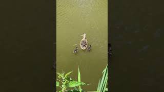 Ducklings and its mother #spring2024 #mallardducks #ducklings #canal