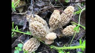 GUARANTEED way to find morel mushrooms - Nebraska mushroom report