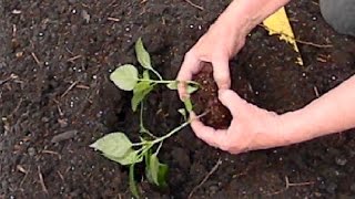 An Iowa Mom Plants the Garden