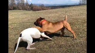 Hades Boerboel play with the Dogo Argentino