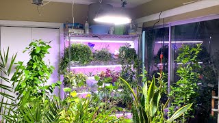 $69.99 1000W LED Grow Light Sunlike Full Spectrum - Unboxing Review