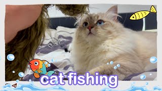 how do I fish a cat? - CatMia