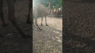 Camel