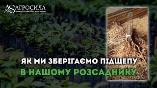 Зберігання підщепи в нашому розсаднику "Агросила"