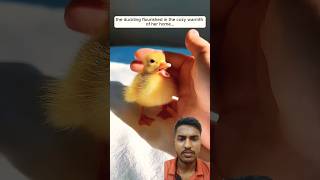 Baby duck 🐥 #animals #shortsfeed #greenscreen #shorts #shortsfeed #shortsviral #cute #ytshorts #yt