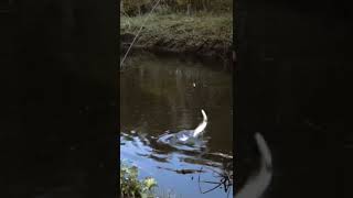 Pike leaping like a Salmon (Full video in description) FISH ON #shorts