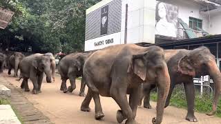 Elephant RUN - Close up with Big Herd of Asian Elephants with Baby Elephants at Pinnawala Sri Lanka