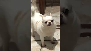 Chihuahua quer atenção - Theo chihuahua