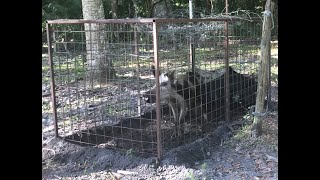 CRAZY SOW CHARGES (Trapping Trap Smart Hogs)