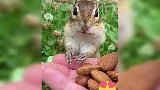 Cute squirrel waiting for the order to eat🐿❤#cute #squirrel