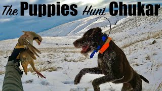 Can Puppies Handle Chukar? *SPOILER* They CRUSHED it!