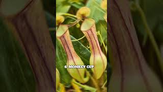 Most Dangerous Plants Who Can Eat Others | Most Dangerous Plants That Eat Animals 