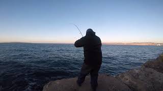 Pélamides en Shore Jigging