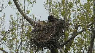 April 18 as Hatchling NuLou approaching six weeks