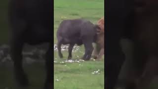 Lion and Buffalo's Endless Chase #animals #wildanimals #shorts #lion #buffalo