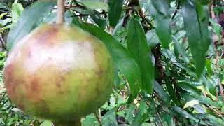 Pomegranate fruit - Punica granatum - buah delima