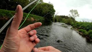 Small brown trout fishing