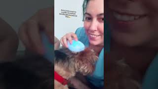 Cepillo a vapor para perros disponible en tienda, podeis poner la tenperatura que querais y perfume