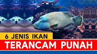 6 Jenis Ikan yang Terancam Punah