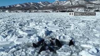 A group of orcas is trapped in an ice hole off the coast of Hokkaido