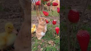 a small little Bunny eating strawberrys