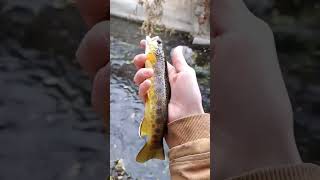 New Spot!! #shorts #subscribe #river #fish #browntrout #fishing