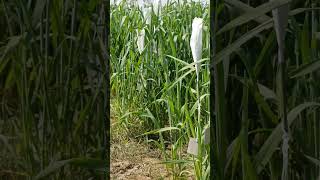 wheat crossing